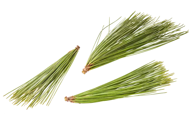 Pine tops 20gr piece